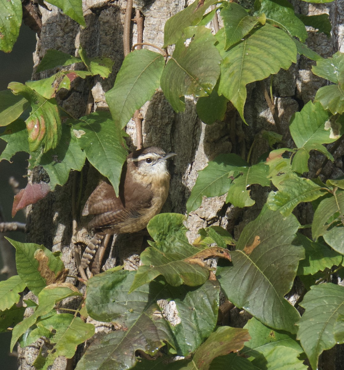 Carolina Wren - ML119533211