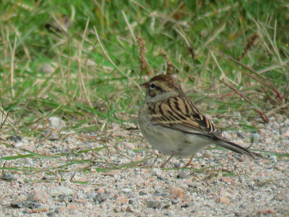 Chipping Sparrow - ML119534721