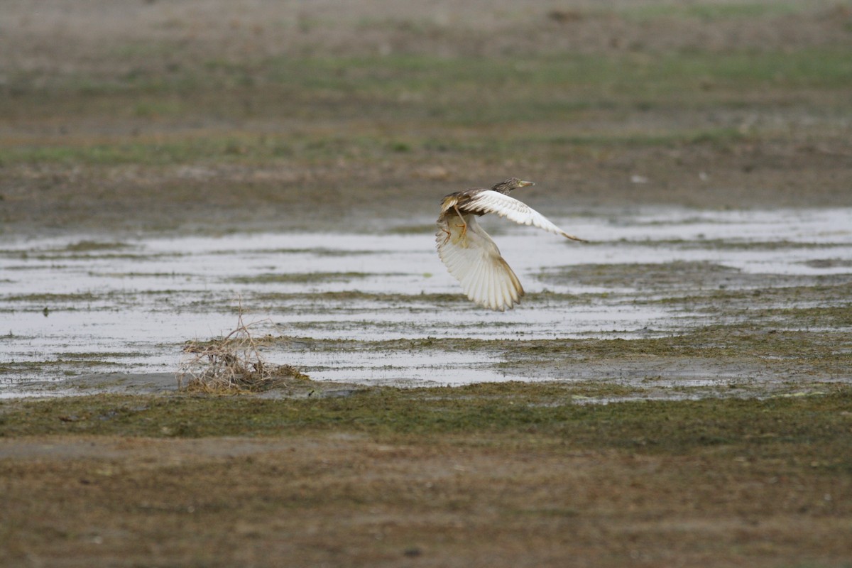 Chinese Pond-Heron - ML119537671