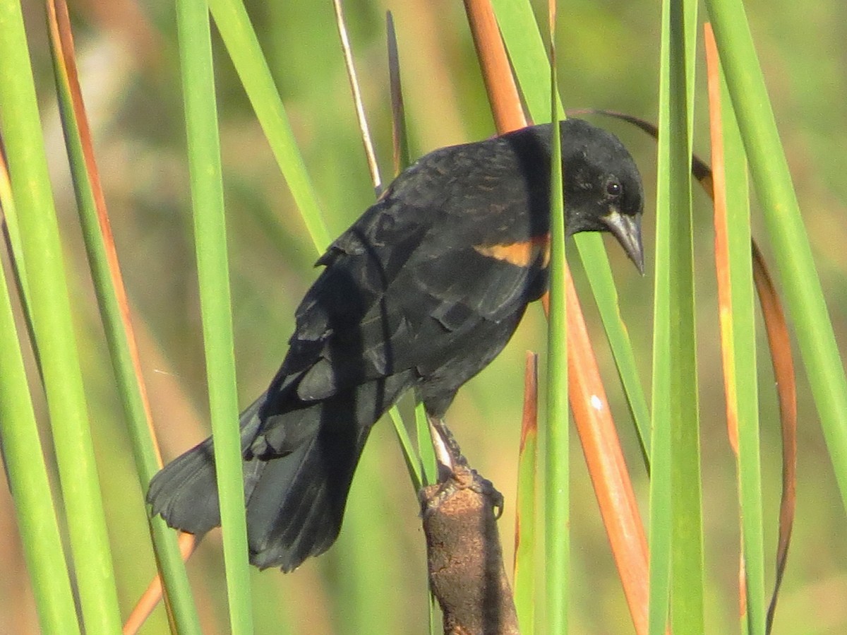 Red-winged Blackbird - Tom Obrock