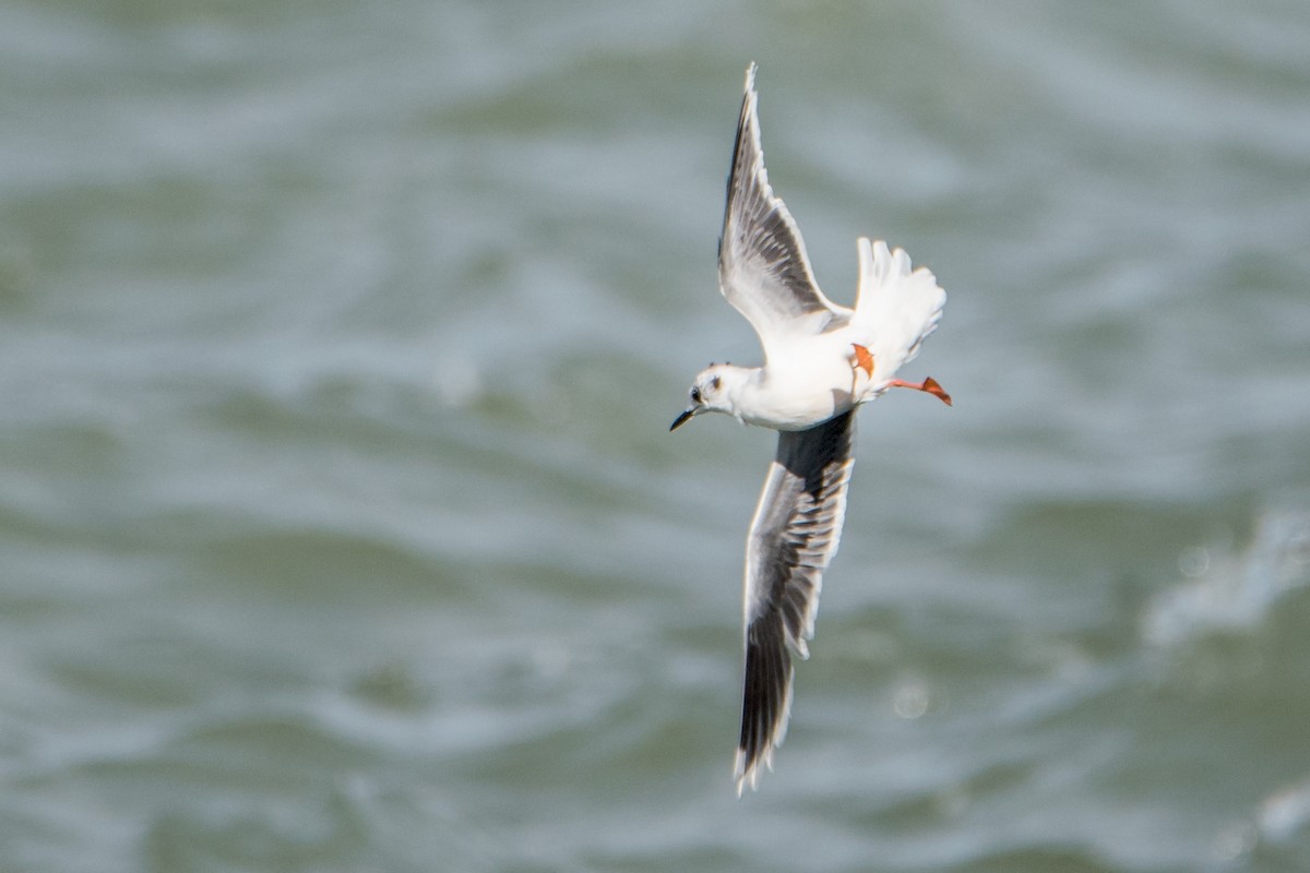 Little Gull - ML119538551