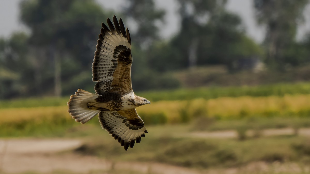 Himalayan Buzzard - Parmil Kumar