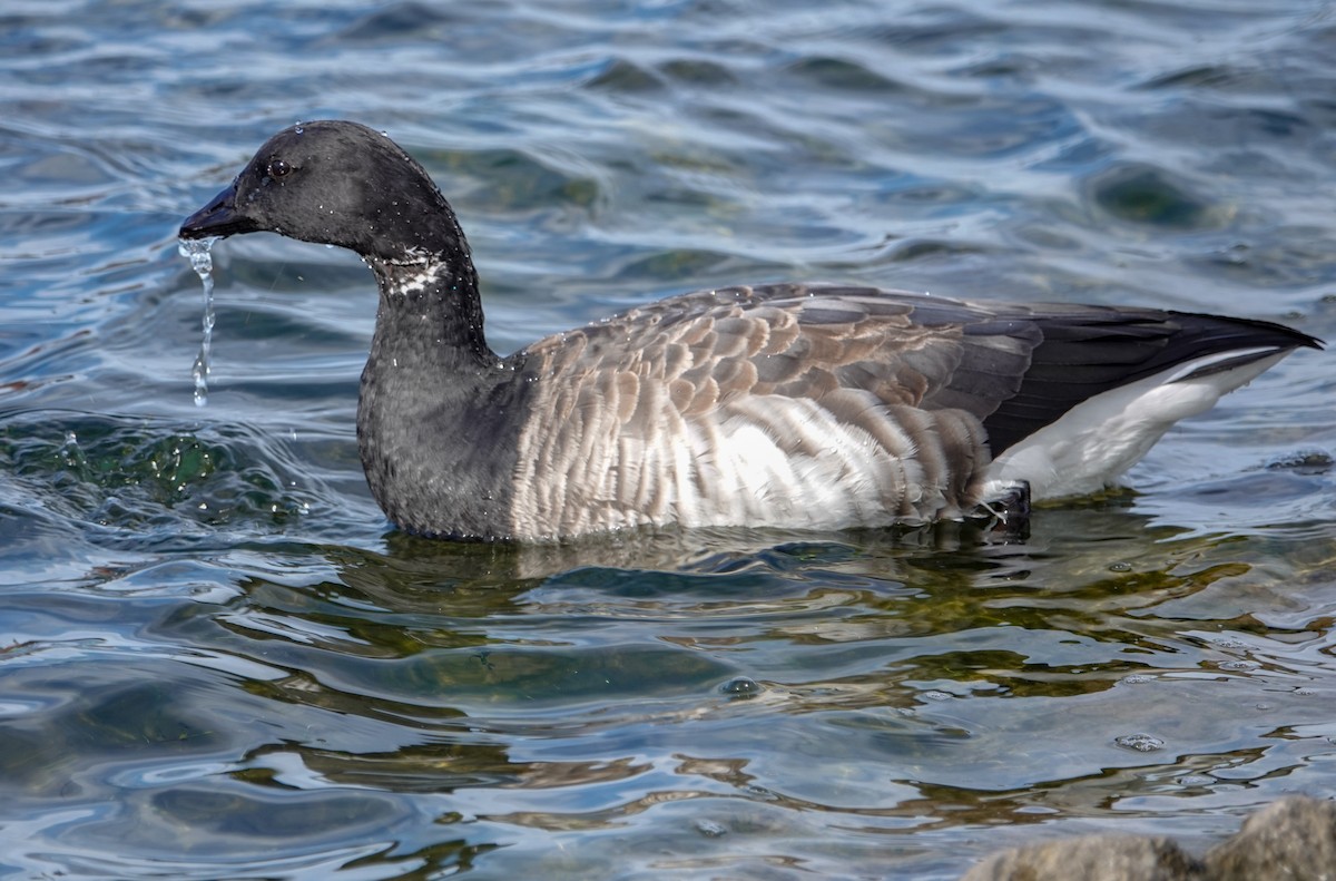 Ringelgans (Hellbäuchige) - ML119539231