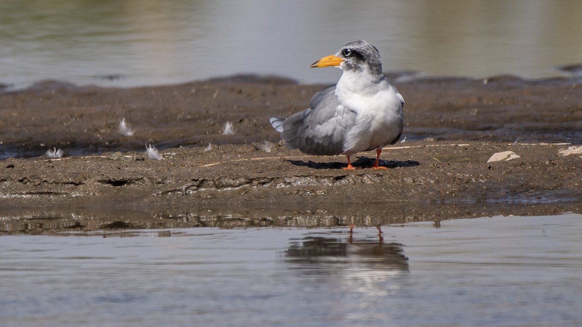 River Tern - ML119539271