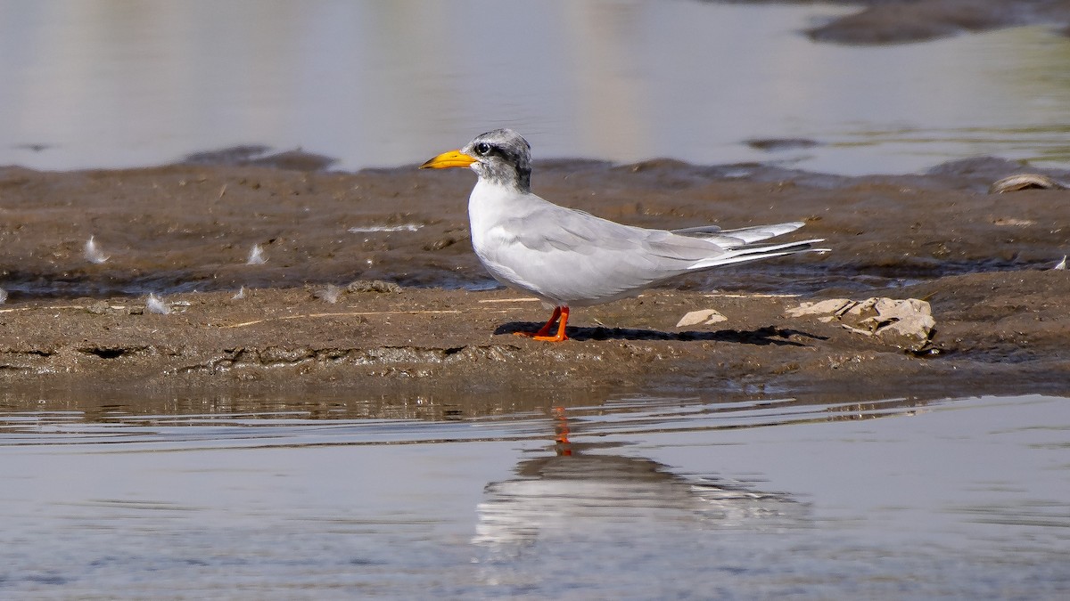 River Tern - ML119539291