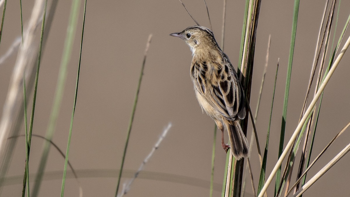 Zitting Cisticola - ML119539871