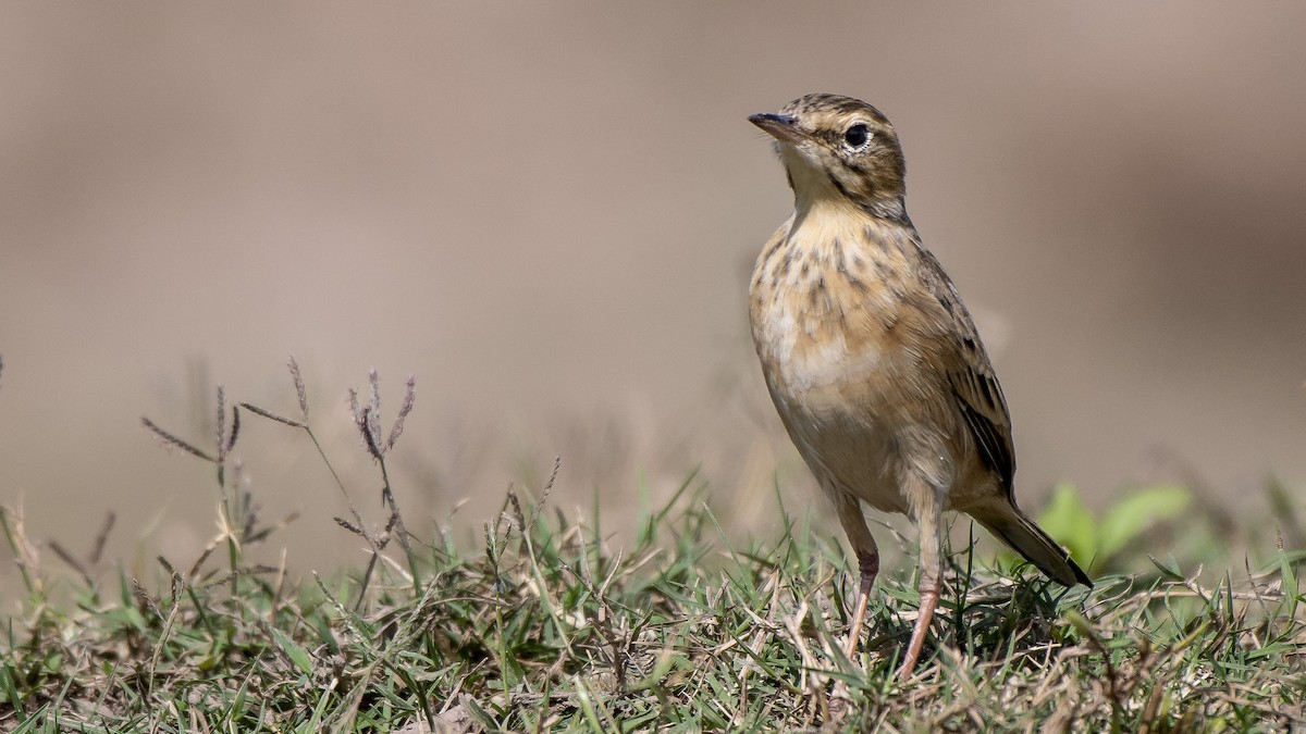 Paddyfield Pipit - ML119541711