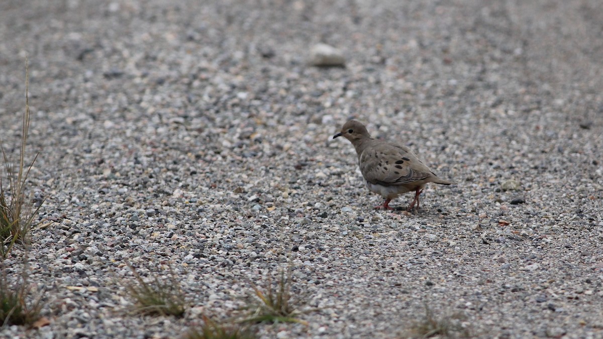 Mourning Dove - ML119541871