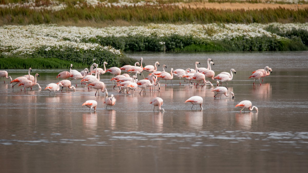 Chilean Flamingo - Vicente Pantoja Maggi
