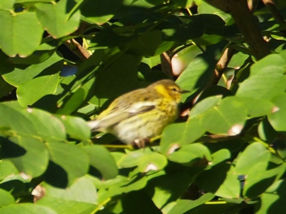 Cape May Warbler - Eric Kubilus