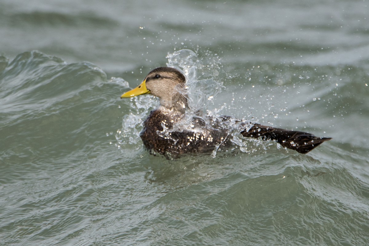 American Black Duck - ML119547451