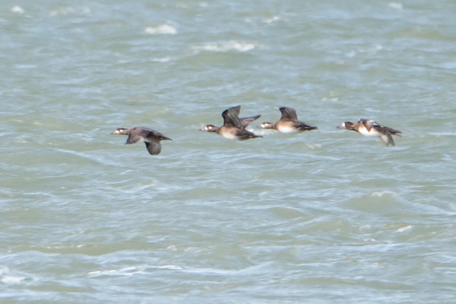 Surf Scoter - ML119547491