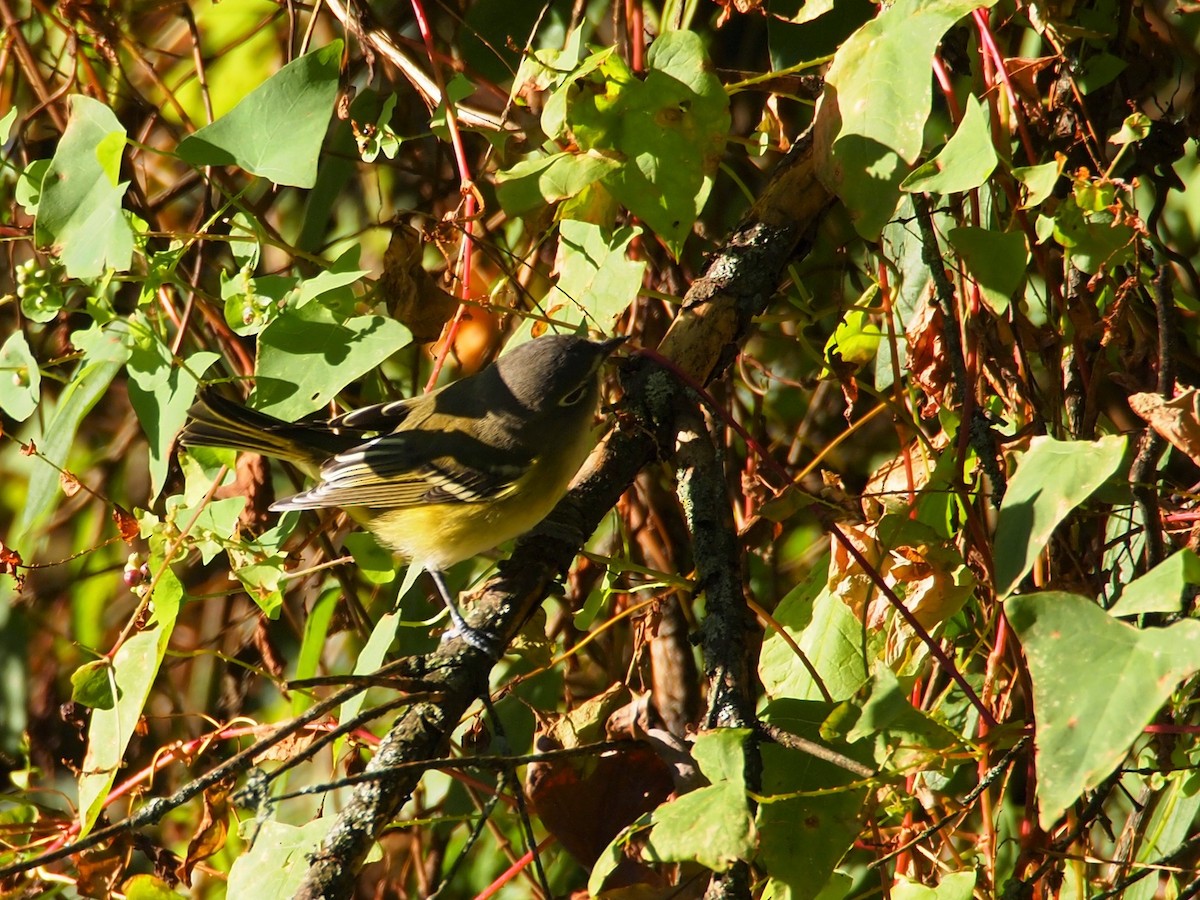 Blue-headed Vireo - ML119547541