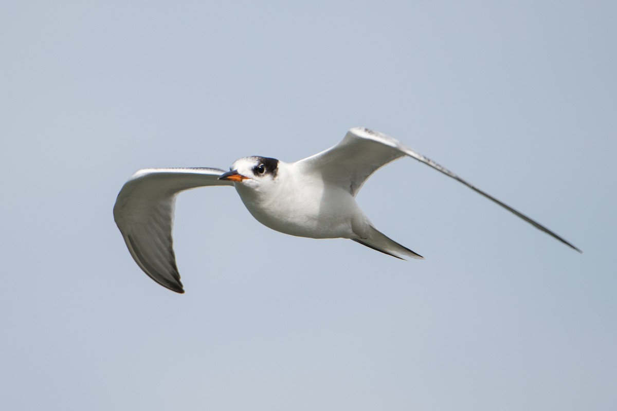 Common Tern - ML119547591