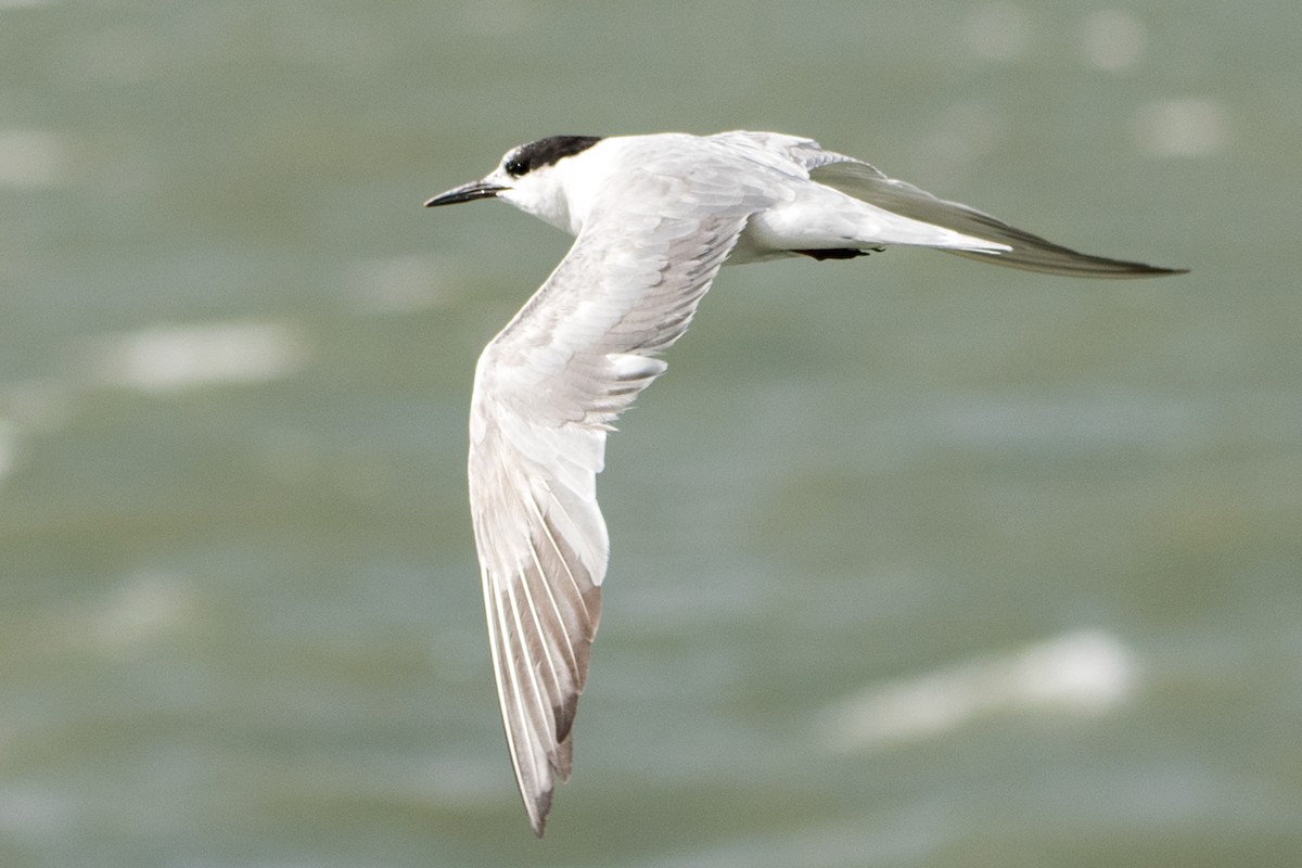 Common Tern - ML119547601