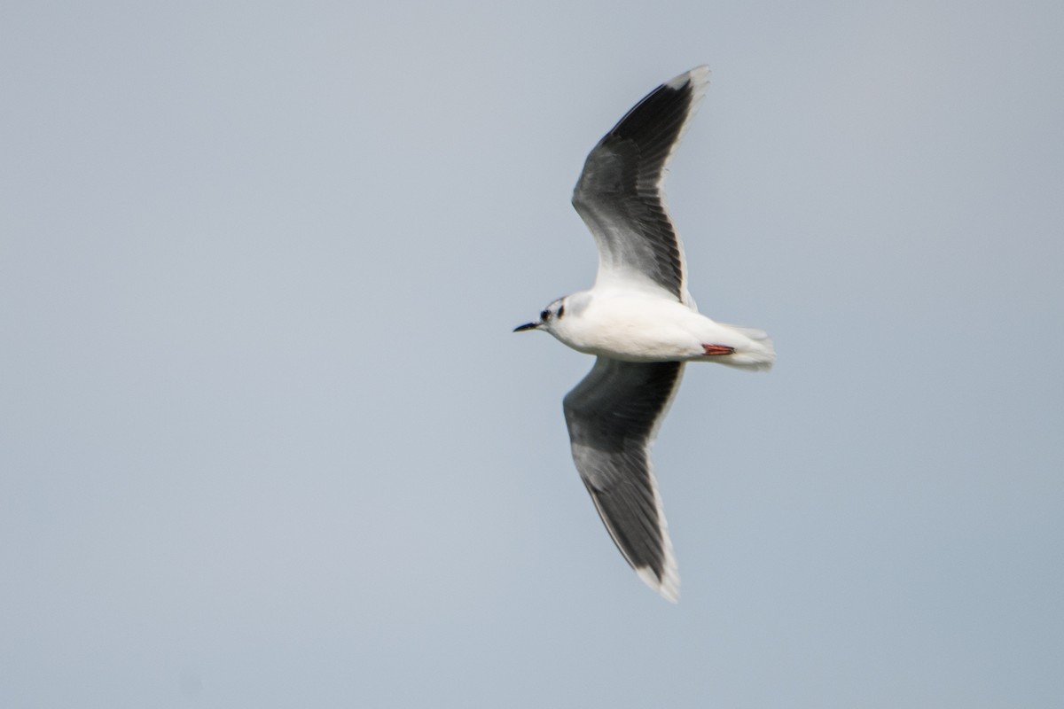 Gaviota Enana - ML119547791