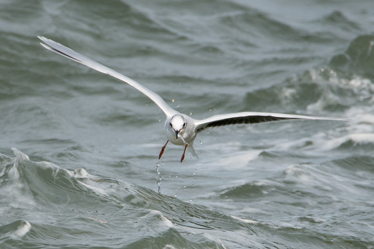 Mouette pygmée - ML119547801