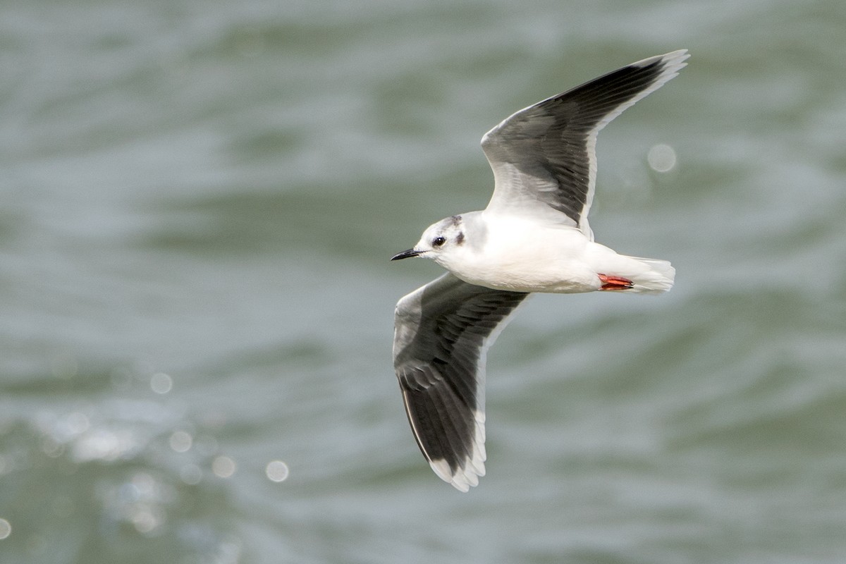 Gaviota Enana - ML119547811