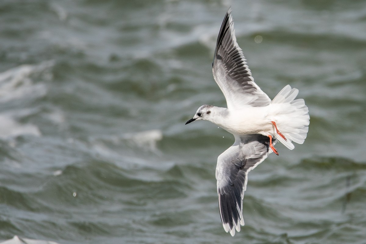 Gaviota Enana - ML119547821