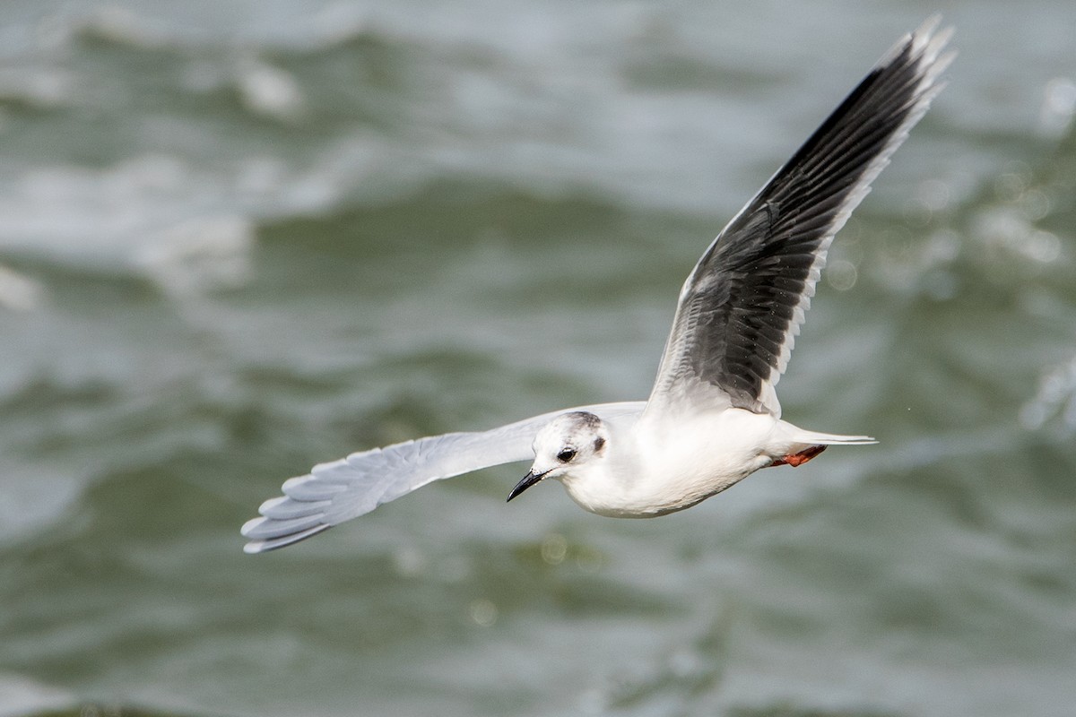 Mouette pygmée - ML119547831