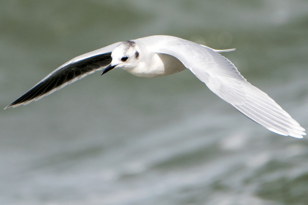 Little Gull - ML119547851