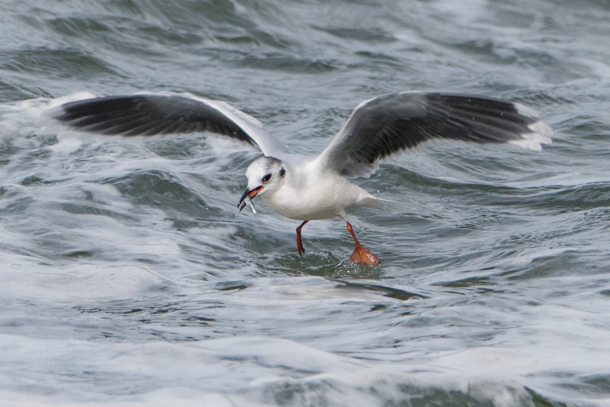 Mouette pygmée - ML119547861