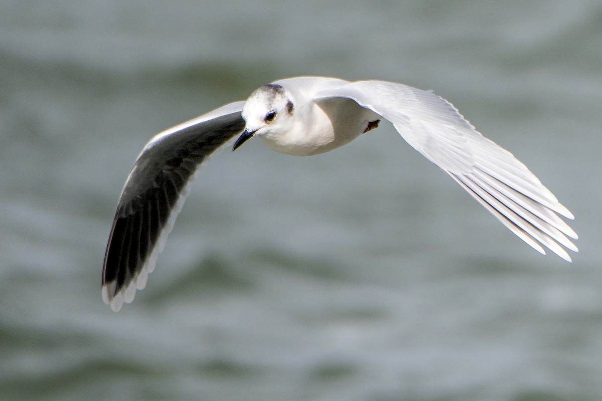 Little Gull - ML119547871