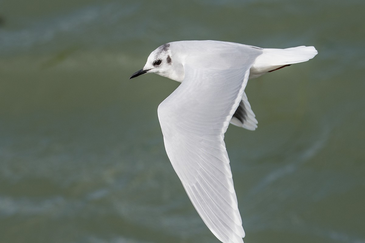 Little Gull - ML119547881