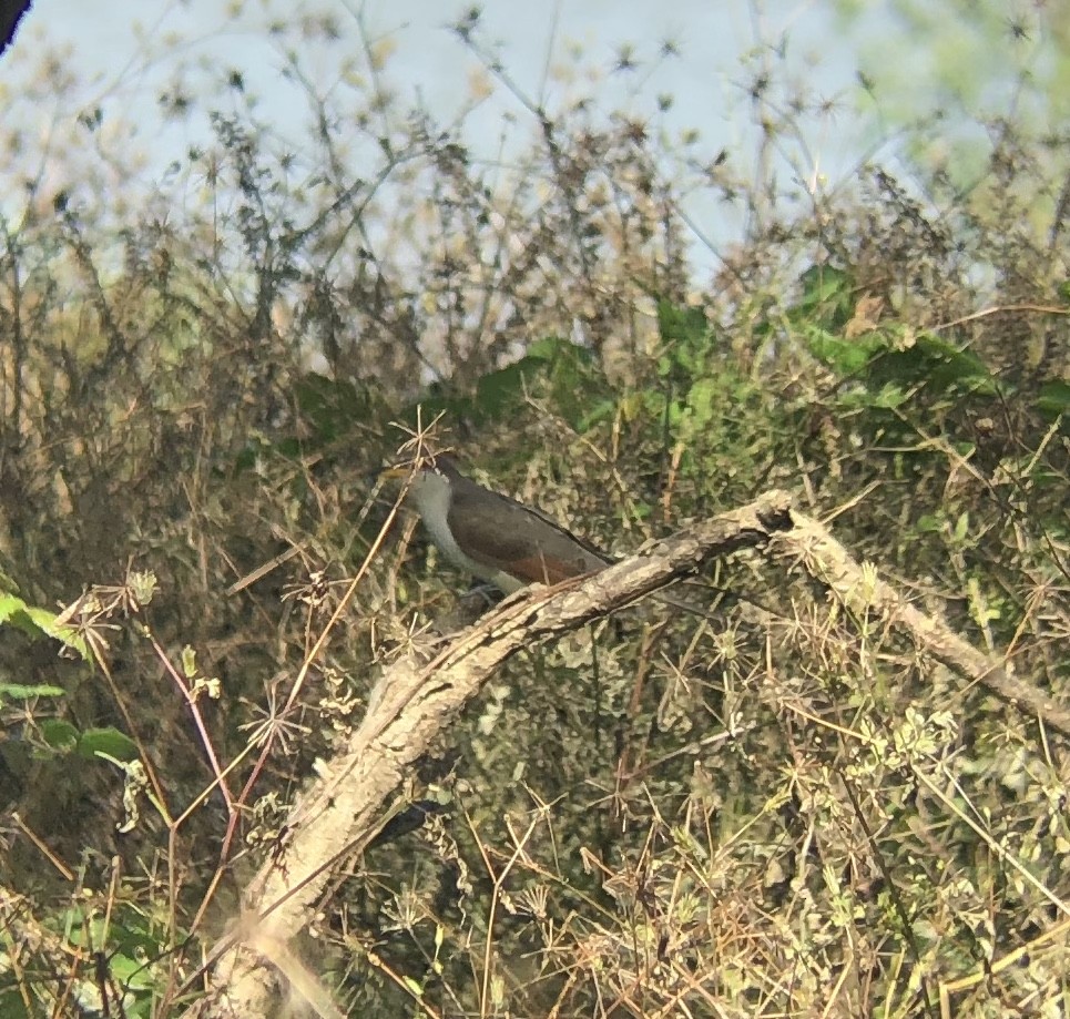 Yellow-billed Cuckoo - ML119551031