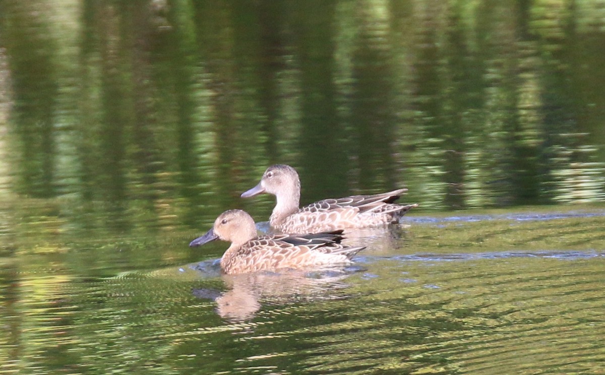 Blue-winged Teal - ML119551241