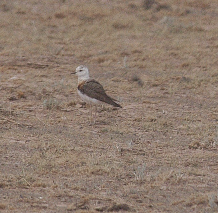Oriental Plover - ML119554251
