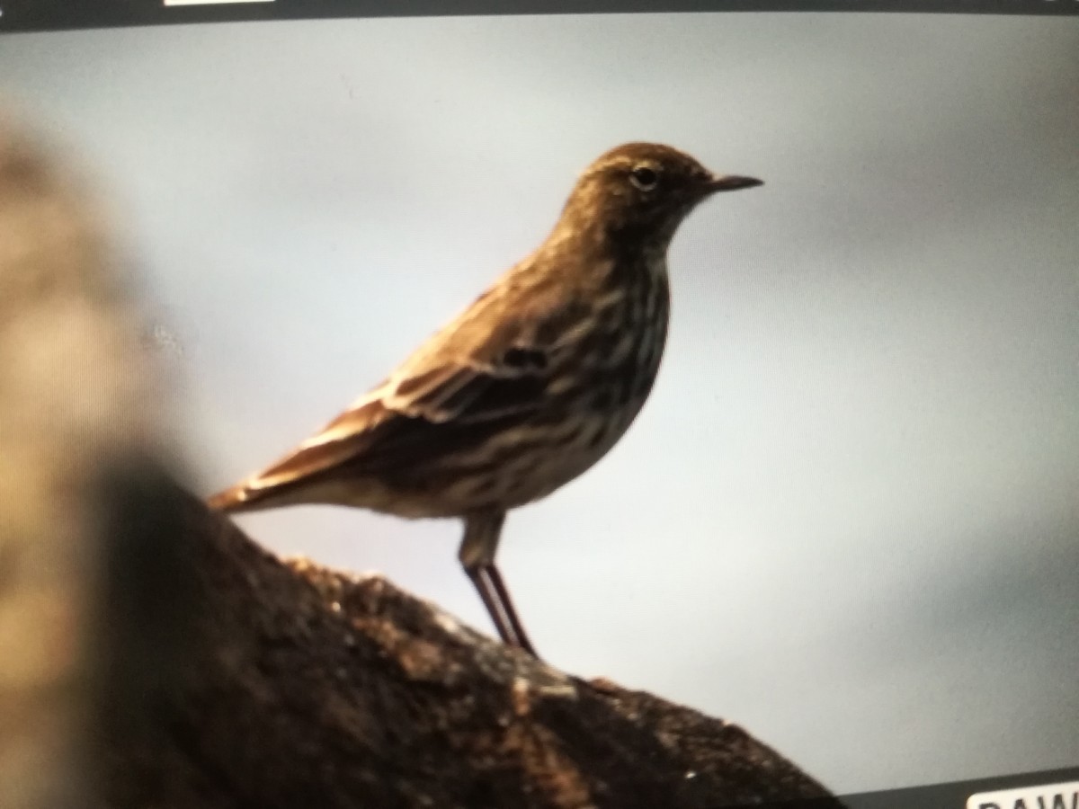 Rock Pipit - ML119554921