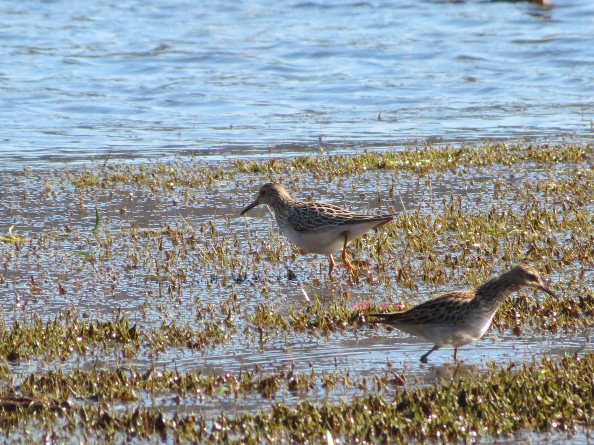 Pectoral Sandpiper - Marcel Curadeau