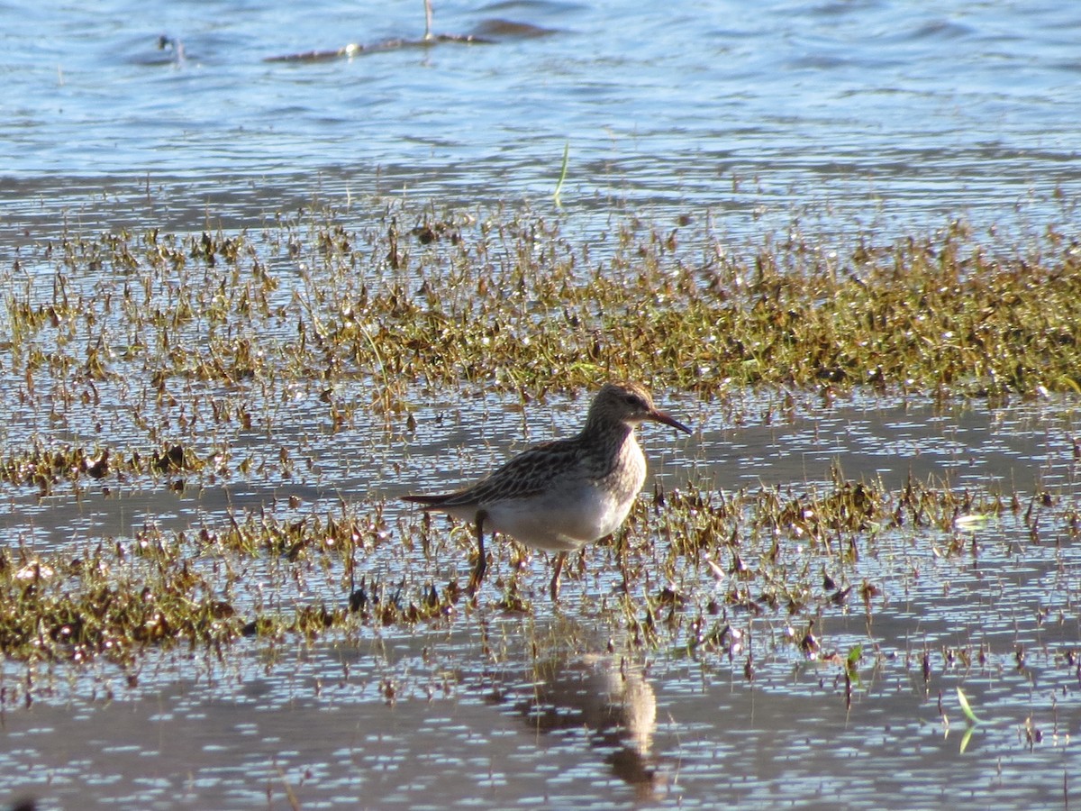 Pectoral Sandpiper - ML119555071