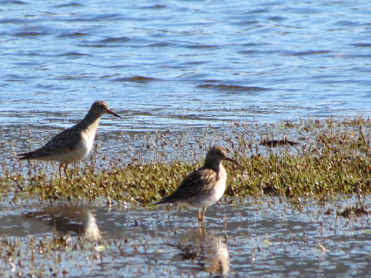 Pectoral Sandpiper - ML119555161