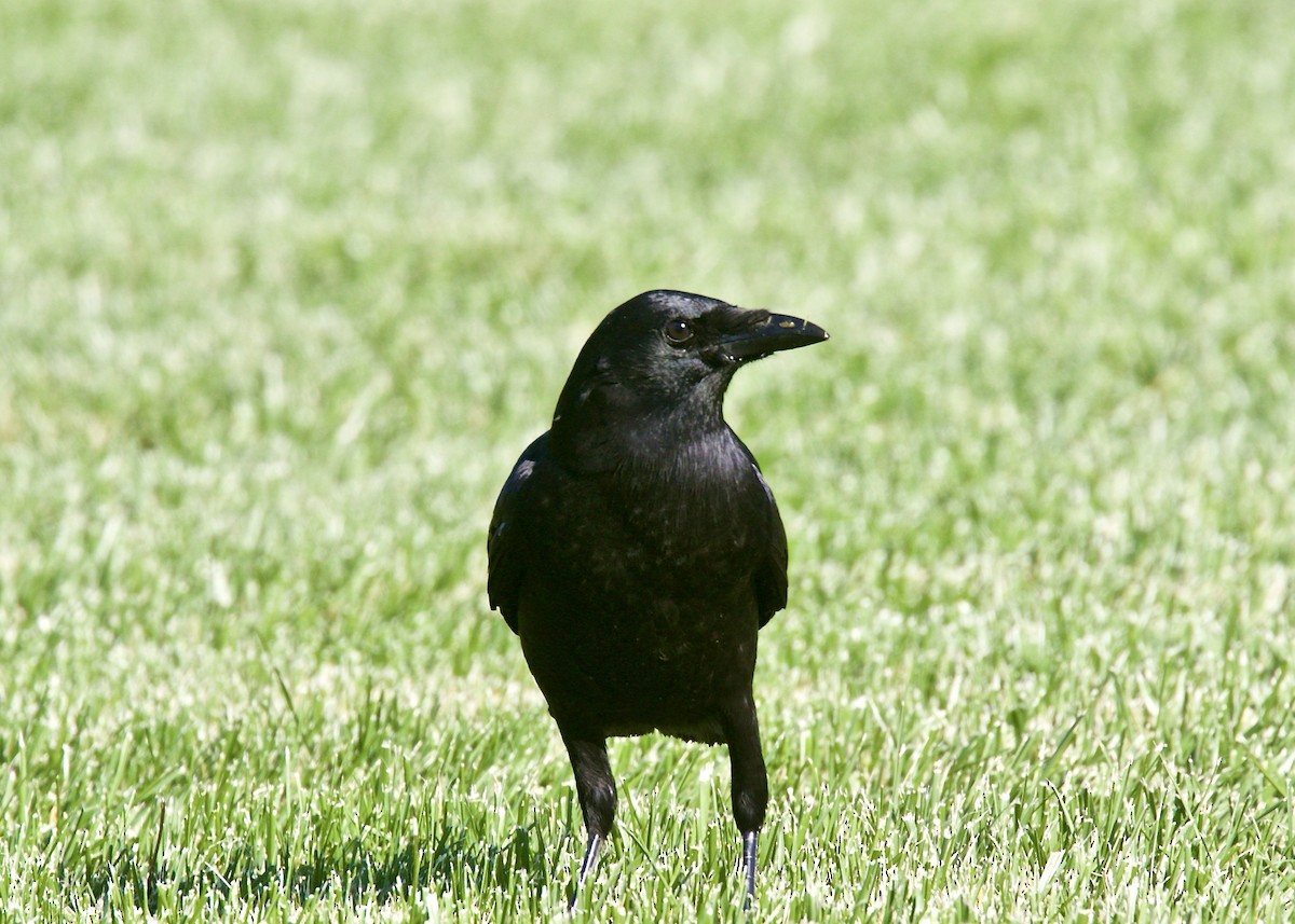American Crow - ML119556831