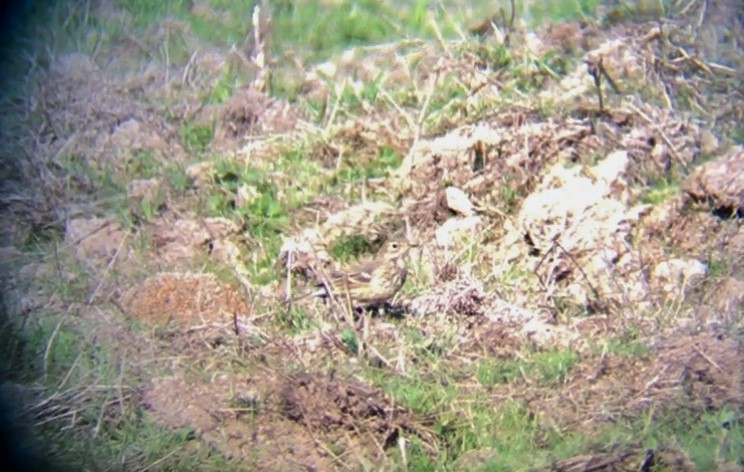 American Pipit - ML119557071