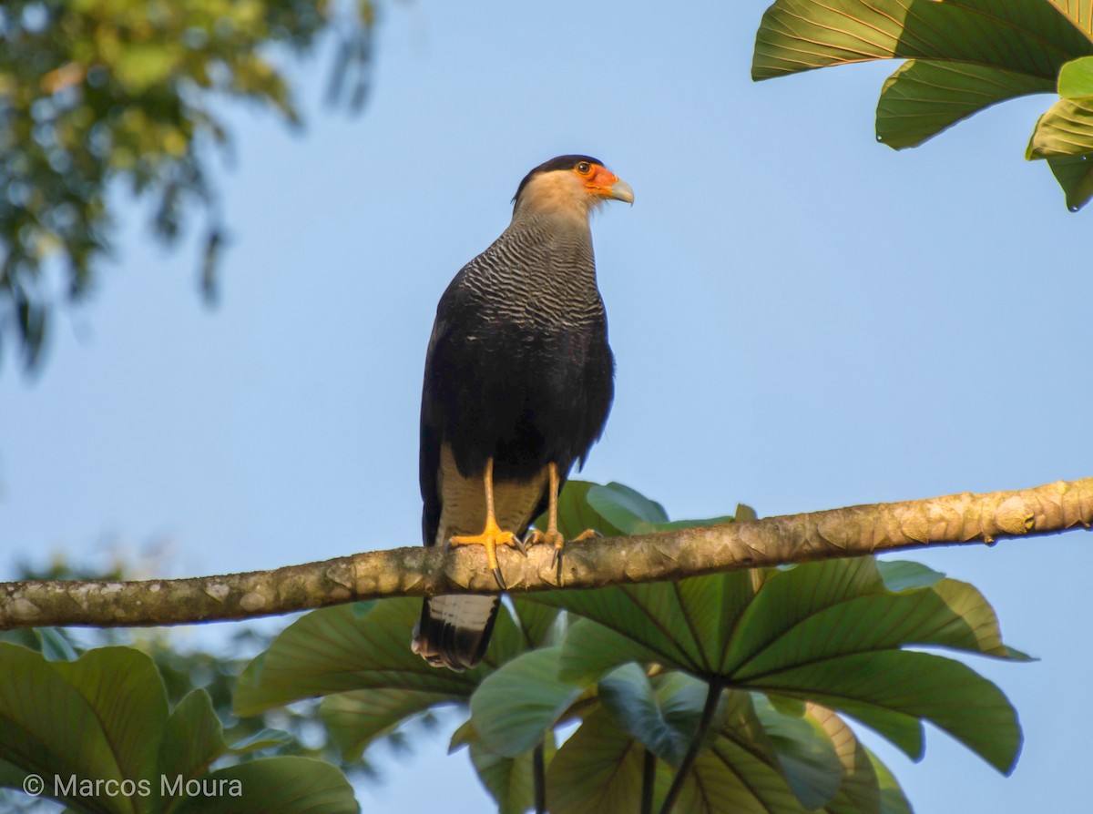 Crested Caracara (Southern) - ML119558421