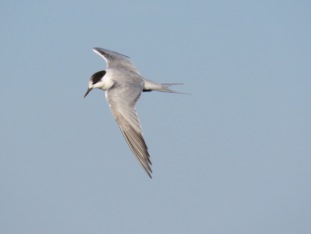 Common Tern - Alec Humann