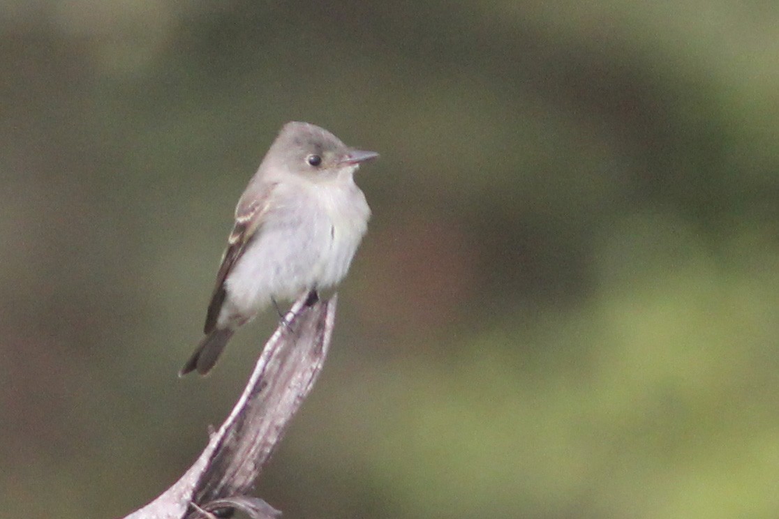 Eastern Wood-Pewee - ML119562471