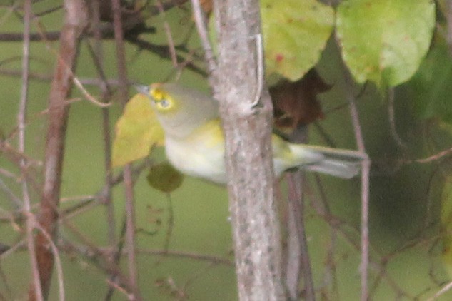 White-eyed Vireo - ML119562571