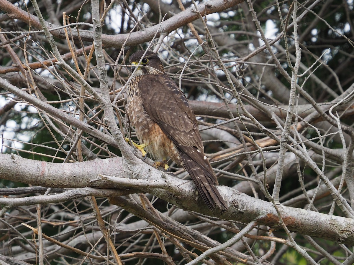 New Zealand Falcon - ML119562901