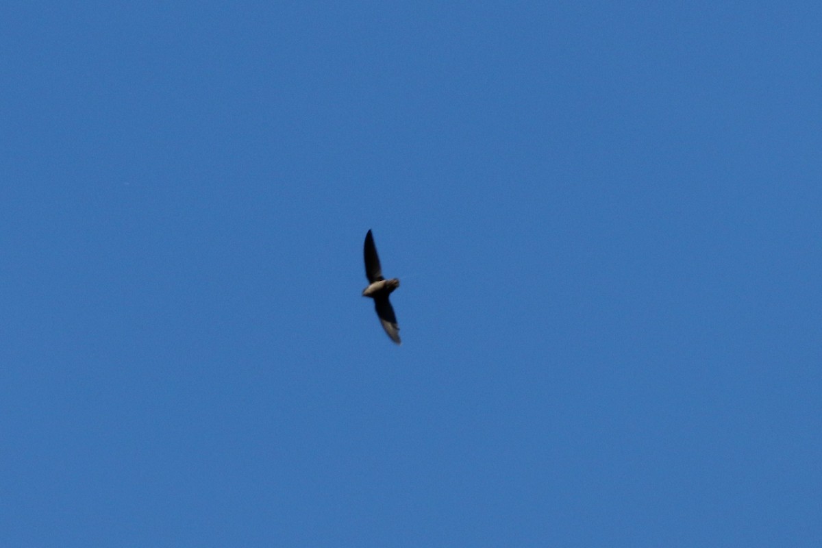 Chimney Swift - ML119563511
