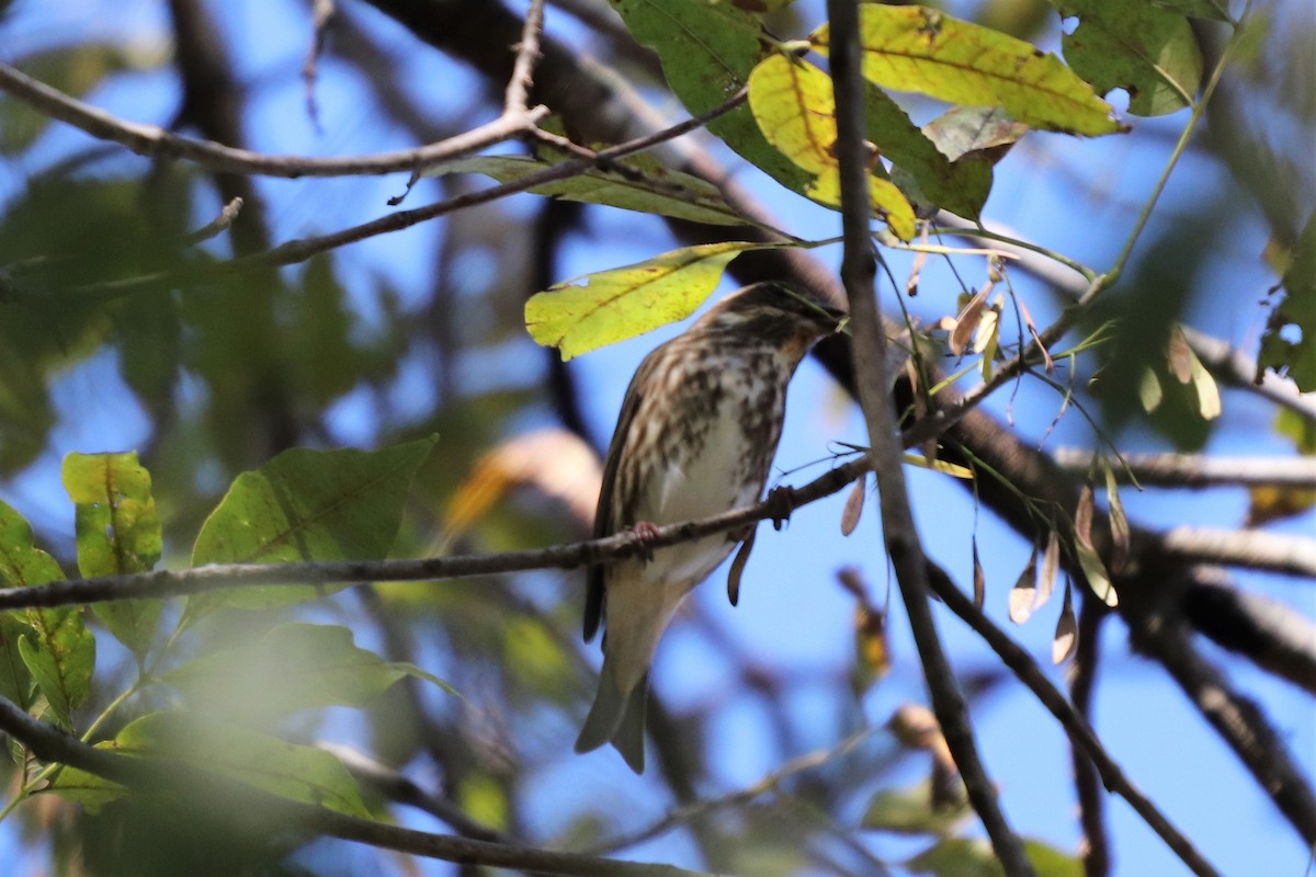 Purple Finch - ML119563681