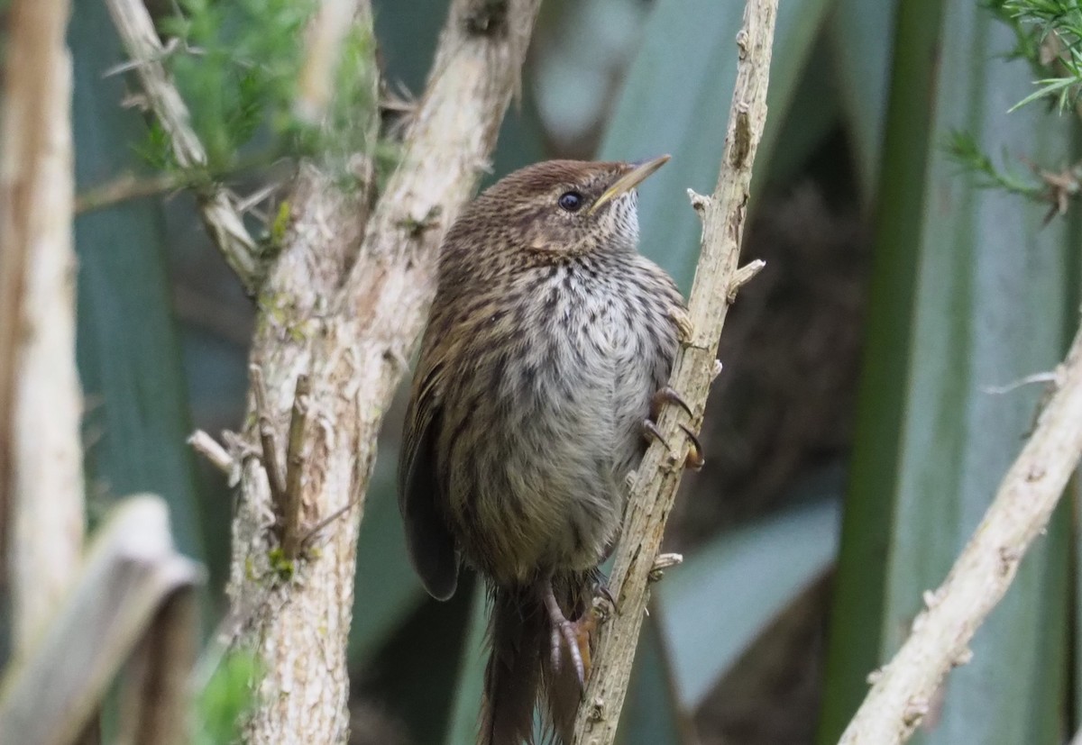 New Zealand Fernbird - ML119563961