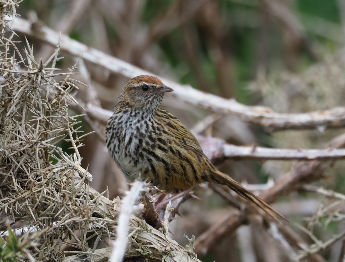 New Zealand Fernbird - ML119564071