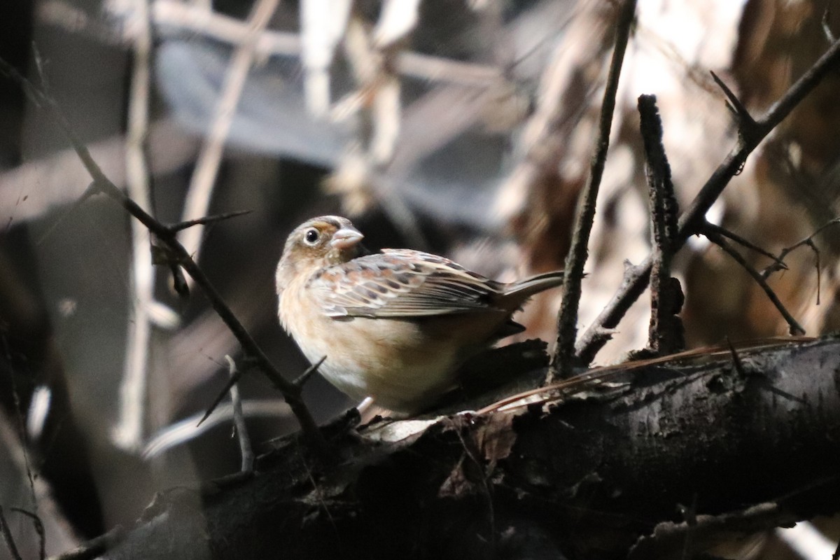 Grasshopper Sparrow - ML119564141