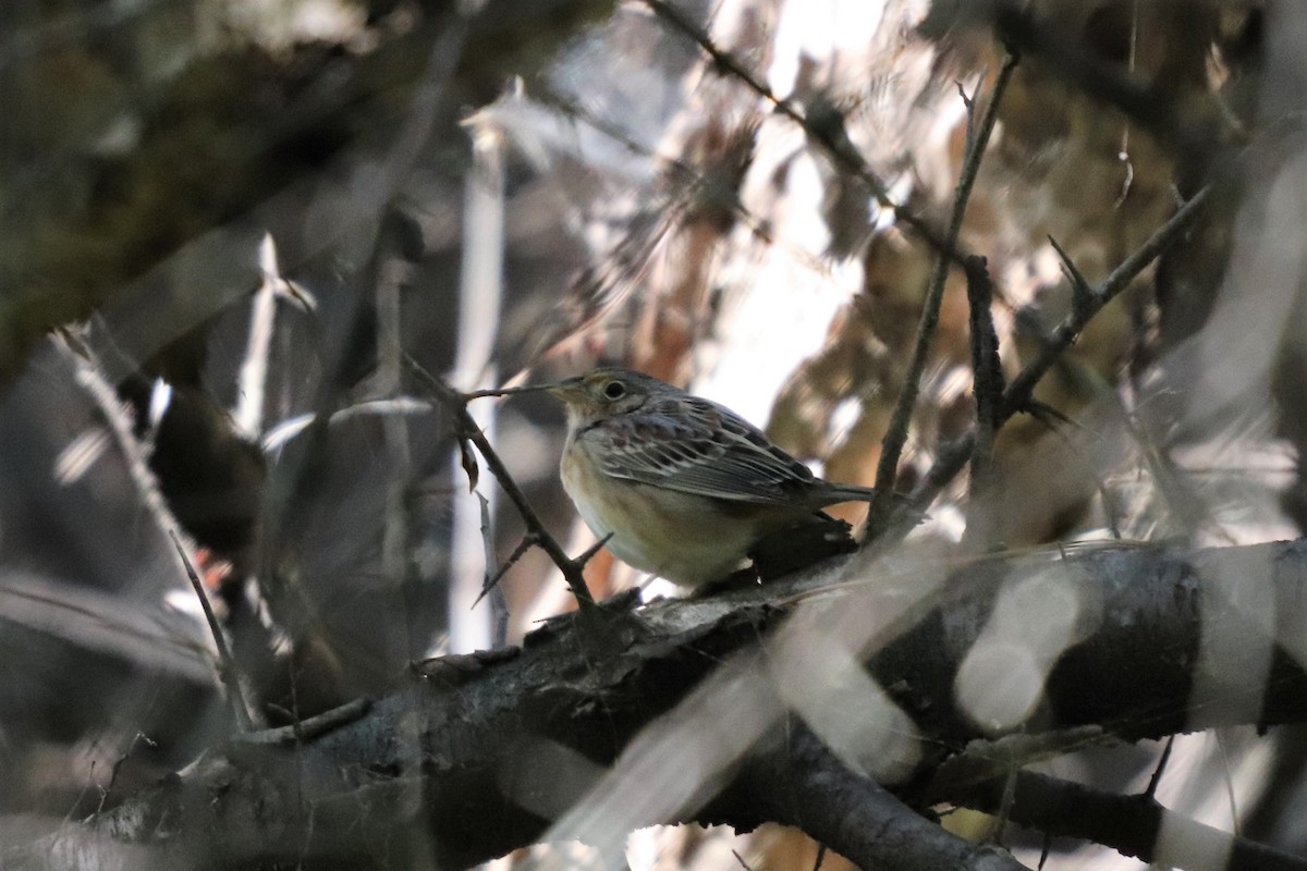 Grasshopper Sparrow - ML119564151