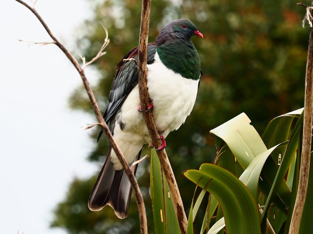 New Zealand Pigeon - Sarah Preston