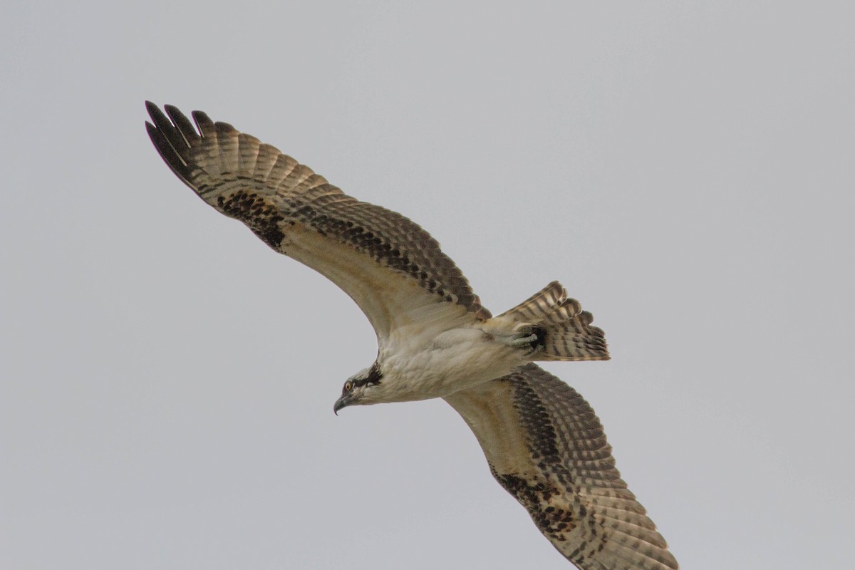 Osprey - ML119564341